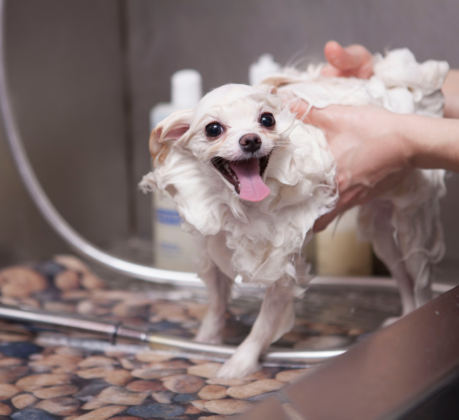 dog getting shampoo wash