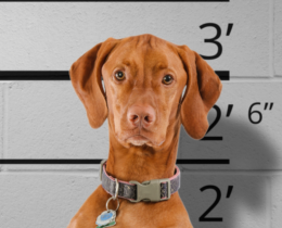 convict dog with shock collar