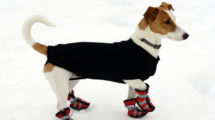 dog wearing dog shoes