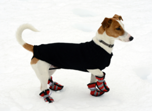 dog wearing dog shoes