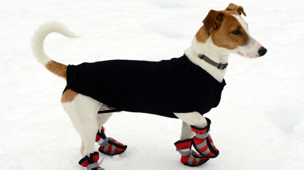 dog wearing dog shoes