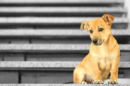 dog on stairs