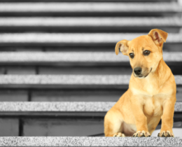 dog on stairs