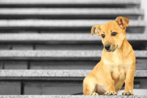 dog on stairs