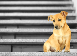 dog on stairs