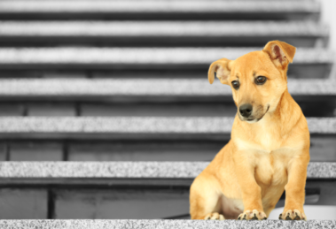 dog on stairs