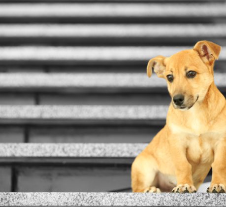 dog on stairs