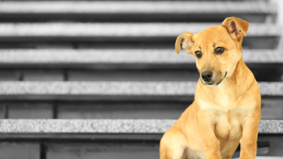 dog on stairs