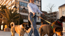 dog walker outside walking dogs