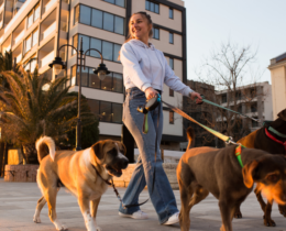 dog walker outside walking dogs