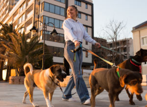 dog walker outside walking dogs