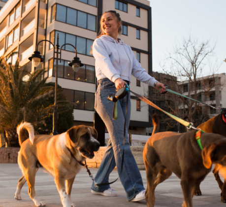 dog walker outside walking dogs