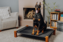 dog on elevated dog bed