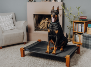 dog on elevated dog bed