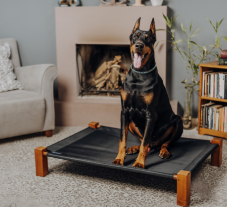 dog on elevated dog bed