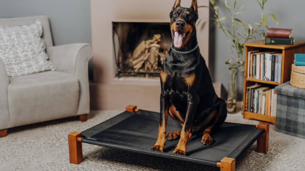 dog on elevated dog bed