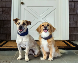 two dogs wearing Halo dog collars