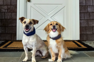 two dogs wearing Halo dog collars