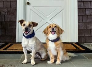 two dogs wearing Halo dog collars