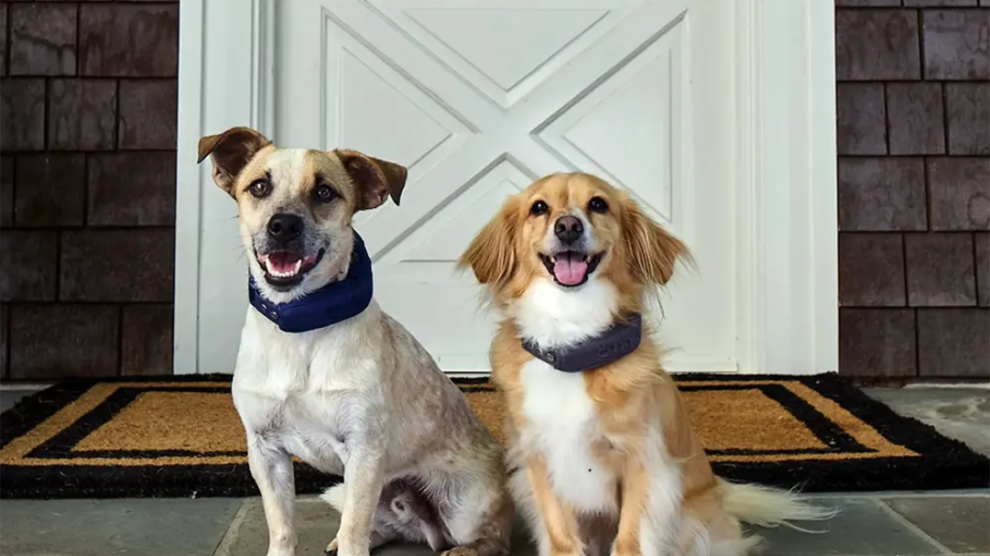 two dogs wearing Halo dog collars