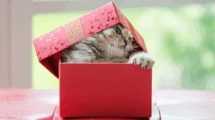 why cats love boxes
