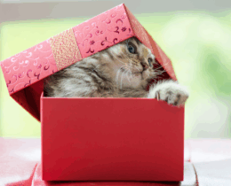 why cats love boxes