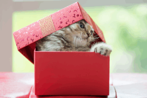 why cats love boxes