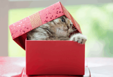 why cats love boxes