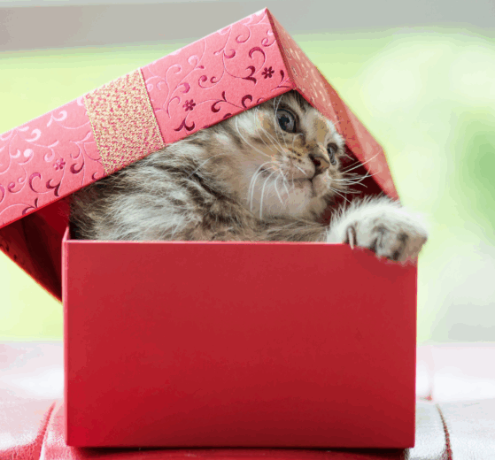why cats love boxes