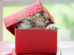 why cats love boxes