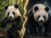 Are Pandas Friendly or Ferocious?